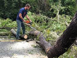 Best Tree and Shrub Care  in Taylor, PA