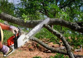 Best Arborist Consultation Services  in Taylor, PA