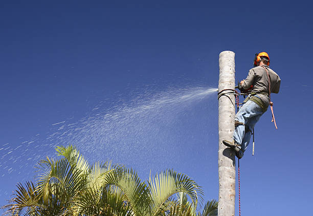 Best Hazardous Tree Removal  in Taylor, PA