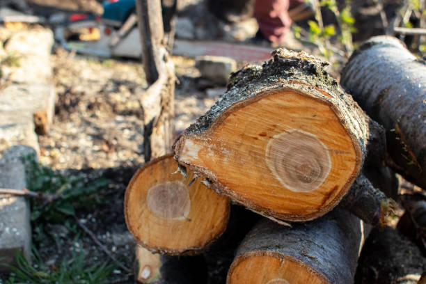 Best Tree Disease Treatment  in Taylor, PA