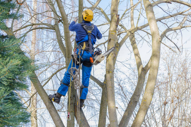 Best Tree Preservation Services  in Taylor, PA
