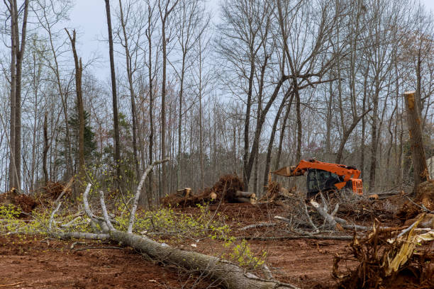How Our Tree Care Process Works  in  Taylor, PA