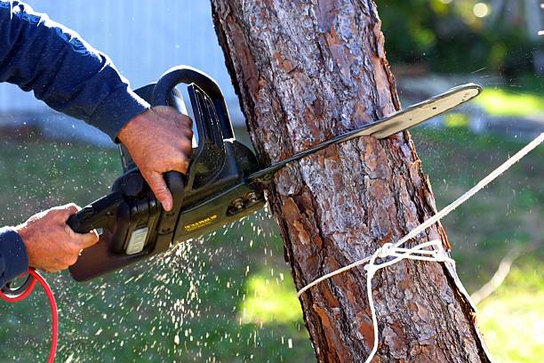 Best Pest Control for Lawns  in Taylor, PA