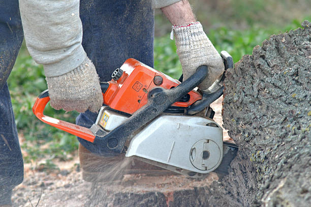 Best Emergency Tree Removal  in Taylor, PA