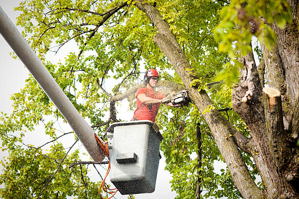 Best Stump Grinding and Removal  in Taylor, PA