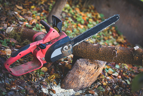 Best Firewood Processing and Delivery  in Taylor, PA