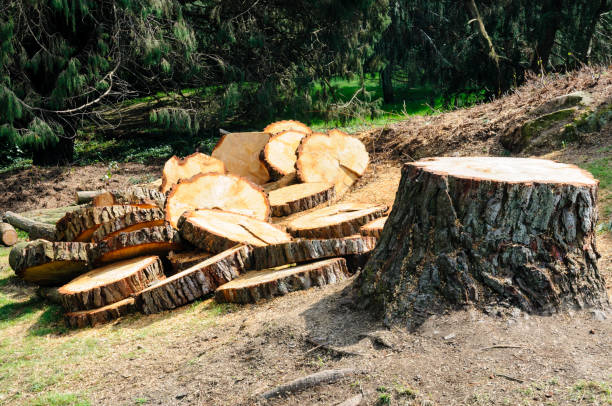 Best Utility Line Clearance  in Taylor, PA